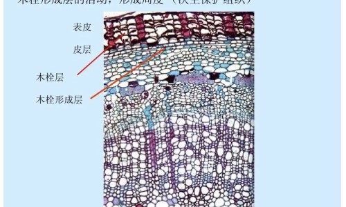 功劳泡酒功效作用-专业功劳的功效与作用平台-功劳泡酒功效作用是什么