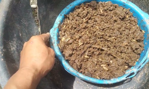 十大功劳泡酒6大害处-功劳泡酒功效作用-专业功劳的功效与作用平台-功劳泡酒功效作用是什么